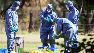Biosecurity officers working at a property near Beaudesert after outbreaks of Hendra virus last year.