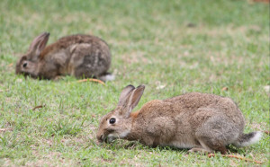 A knowledge sharing workshop hosted by Landcare will focus on rabbit pest control.